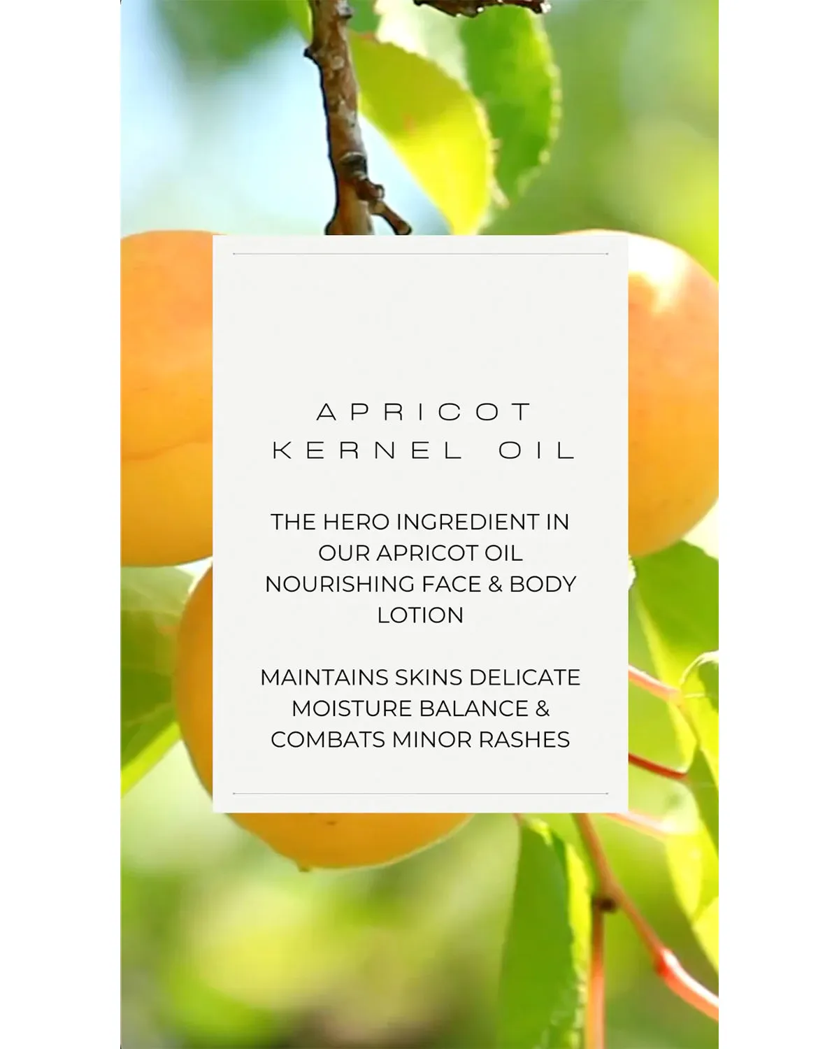 Apricot Oil Nourishing Face & Body Lotion Vivaiodays